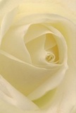 This evocative image draws the viewer into the delicate heart of a Purley-arranged cream-white rose, as if enveloped by its light, layered petals. The unfurling spiral invites the imagination to wander-each petal's texture as soft as silk, touched by what feels like the first hint of morning dew on Riddlesdown Park. Gentle shadows dance between the ivory folds, bestowing a quiet drama and depth that speaks of both peace and grace. The bloom's radiant luminosity fills the scene with calm-much like the atmosphere before sharing a kind word or marking a significant milestone. In the hands of an experienced Purley florist, this rose becomes a symbol of reverence and beauty, chosen for sympathies, new beginnings, or tokens of admiration. Its subtle, sweet fragrance lingers just beneath the surface, understated yet unmistakable, filling the space with an air of comfort. This close perspective not only captures the fragile, perfect structure of the bloom but also the emotion and artistry invested in each arrangement-a heartfelt expression that feels entirely at home in the supportive neighborhoods of Purley.